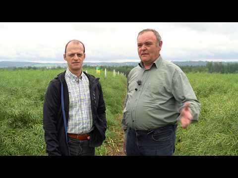 Feldtag Bad Wimsbach 2020 - RAPS  Sorten und Düngung