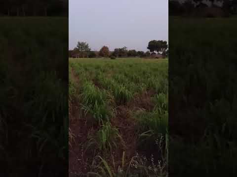 Lemongrass Phenyl  Fragrance