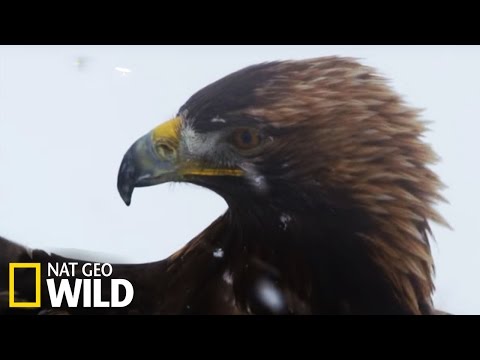 Un aigle royal attaque un lièvre