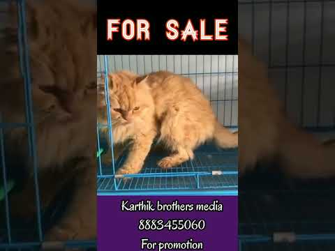 fancy cat for sale | Karthik brothers media