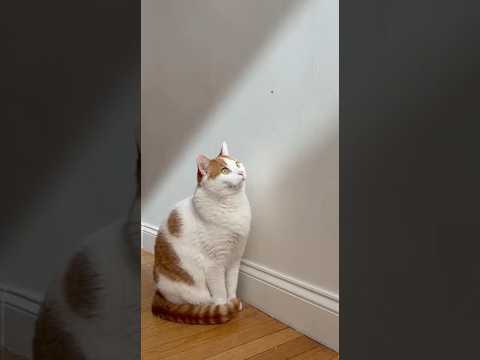 What Is He Looking At 😐🐱 #FunnyCats #CatBehavior #PetShorts #Relatable #FluffMoments #Shorts