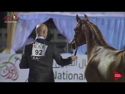 N 92 AL ARYAM KANOOZ   UAE Nationals 2019