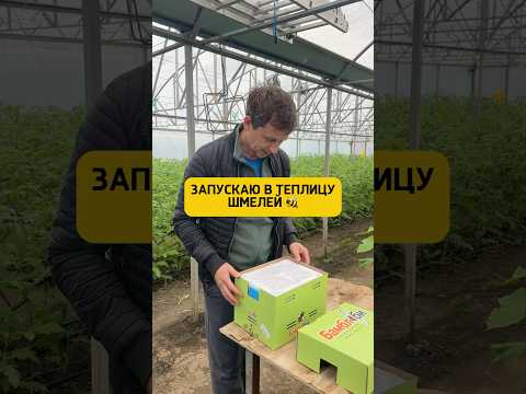 Новые питомцы в моей теплице 🐝😁
