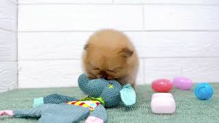 ポメラニアンの動画01