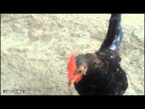 download lagu mp3 mp4 Cucurigu Mobi, download lagu Cucurigu Mobi gratis, unduh video klip Download Cucurigu Mobi Mp3 dan Mp4 Viral Gratis