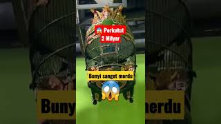 Download lagu Perkutut 2 Milyar  Bunyi memang sangat merdu || Yang mendengarkar pasti pengin memilikinya mp3
