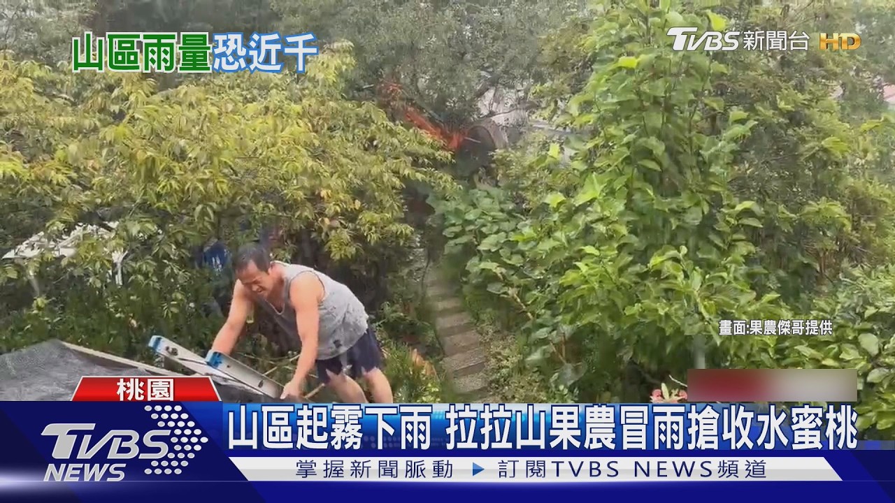 桃竹山區總雨量恐達900毫米!果農搶收水蜜桃 宜竹山區居民預防性撤離