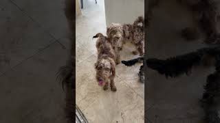 Video preview image #1 Labrador Retriever Puppy For Sale in Boca Raton, FL, USA
