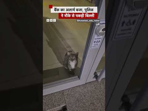 Turkey में बैंक का अलार्म बजा और पकड़ी गई बिल्ली #turkey #bank