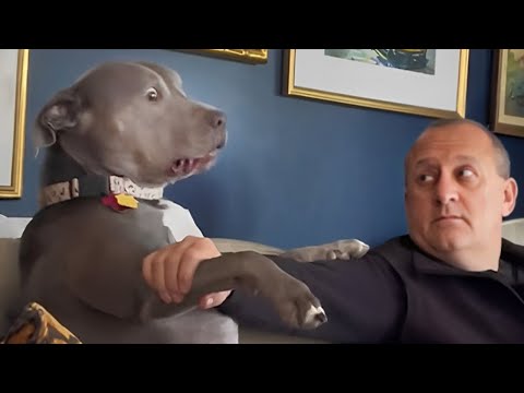 Un chien et un homme drôles qui égayeront votre journée