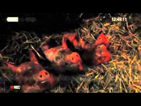 The Tapes 2011   Official Trailer