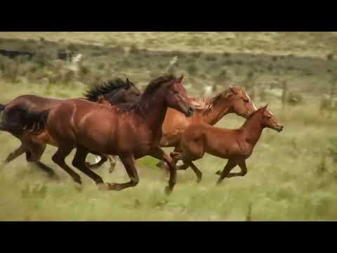 Running horses | Beautiful Wild Horses