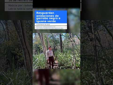 Resguardan anidaciones de garrobo negro e iguana verde