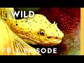 Ranking America's Deadliest Snakes (Full Episode) | World's Deadliest Snakes | Nat Geo Animals DEFAULT Thumbnail