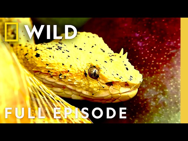 Ranking America's Deadliest Snakes (Full Episode) | World's Deadliest Snakes | Nat Geo Animals SDDEFAULT Thumbnail