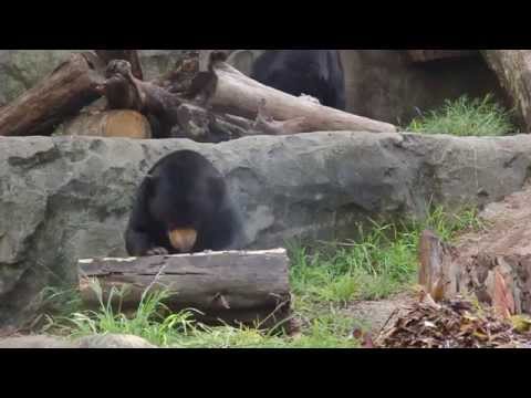 Wildlife Witness Video