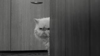 引きこもりの猫、飼い主の秘密を暴露...　映画『アニカの伝言』本編映像