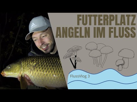 River Vlog 3 - Autumn feeding spot in the river | Carp fishing