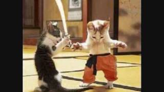 Ninja Cats!
