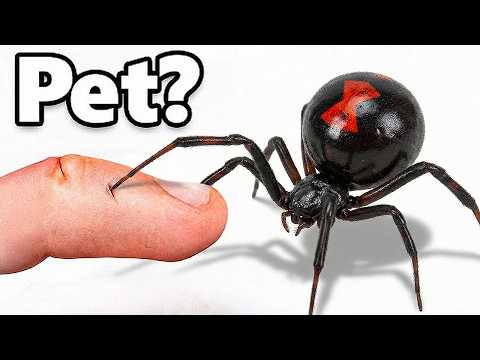 I Got a Pet Black Widow (yes, really)