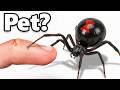 I Got a Pet Black Widow (yes, really) DEFAULT Thumbnail