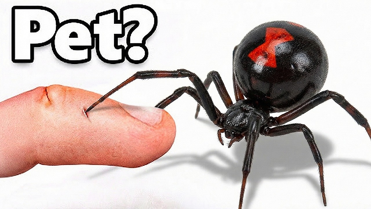 I Got a Pet Black Widow (yes, really)