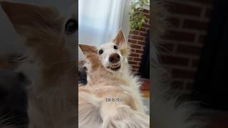 Download lagu finding Cleo’s spark #spark #chaosworm #silkenwindhound #zoomies #dogs mp3