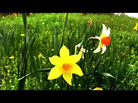 "YELLOW NARCISO: Flowering RAINFOREST Ecosistems".