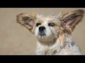 It S A Beautiful Day To Be A Dog Greg And Steve Its A Beautiful Day