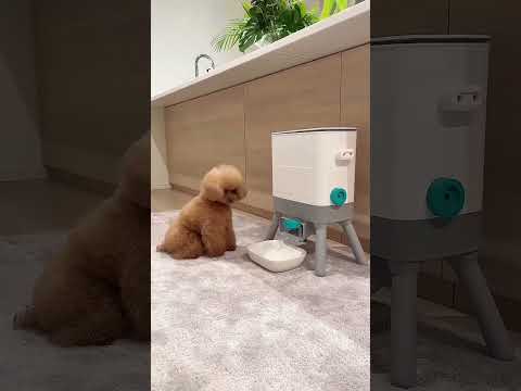 This Smart Puppy Figured It Out All By Himself! 😳🐶