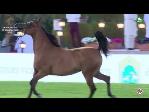 N 100 ASRAR AL KHALEDIAH   KAAHC 2019   Fillies 2 Years Old Class 2B