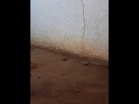 Vusi Mabunda Introducing Salt (Tortoise)| Fake it till you make it😜🤑🤑 | 084 972 9634 | 071 653 1672