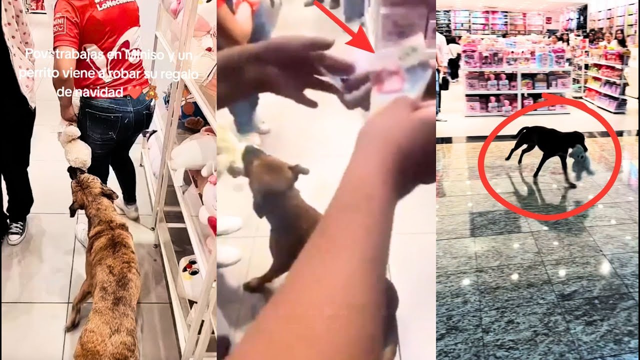 PERRITO SE ROBA PELUCHE de MINISO y TODOS SE UNEN para COMPRÁRSELO
