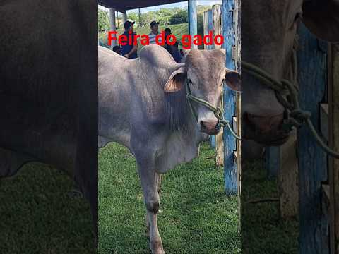 feira do gado em Taperoá Paraíba