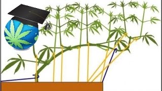 Training Cannabis Plant Branches - Bending Basics How To