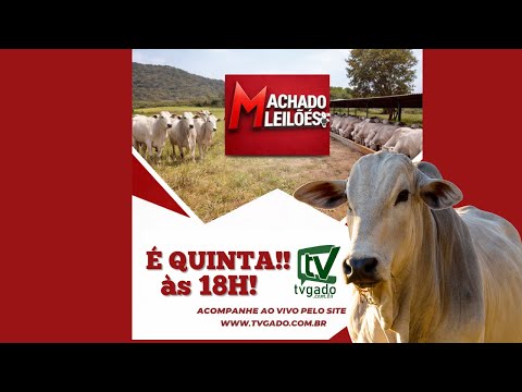 🎥 Leilão Presencial e Virtual Machado Leilões - 🎬 tvgado.com.br