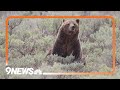 World famous Grizzly bear No. 399 killed by vehicle