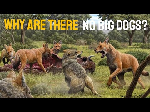 If there are big cats,why are there no big dogs?