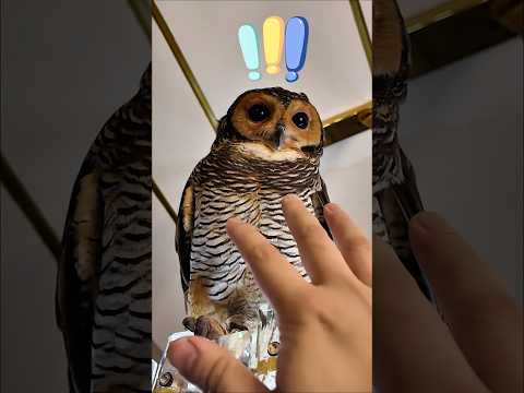 Huft!😤 Selalu begini!😨😡 #funny #owl #cute #funnyvideos #animals #pets #cat #cuteanimals