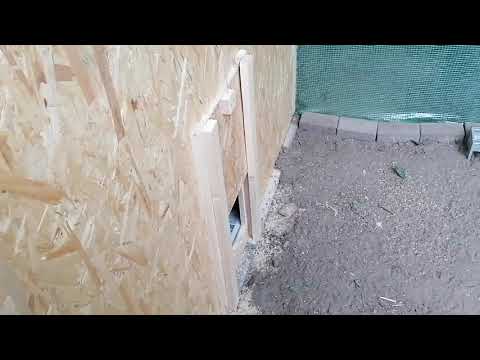 Hühnerstall selber bauen Tag 3 - Die Hühner ziehen ein