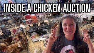 Inside the Chicken Auction | What I Saw Will Shock You!