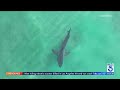 Juvenile Great White Shark Spotted Circling O C Surfer