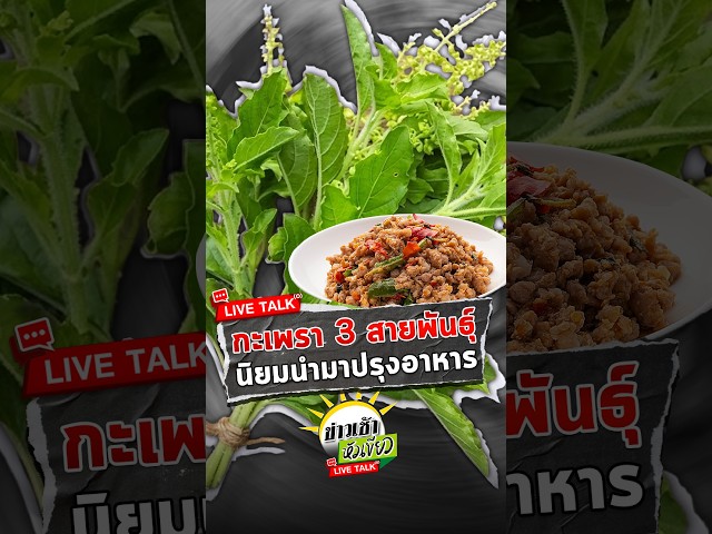 กะเพราไทย 3 สายพันธุ์ ที่นิยมนำมาปรุงอาหาร | 23 ต.ค. 69 | ข่าวเช้าหัวเขียว LIVE TALK