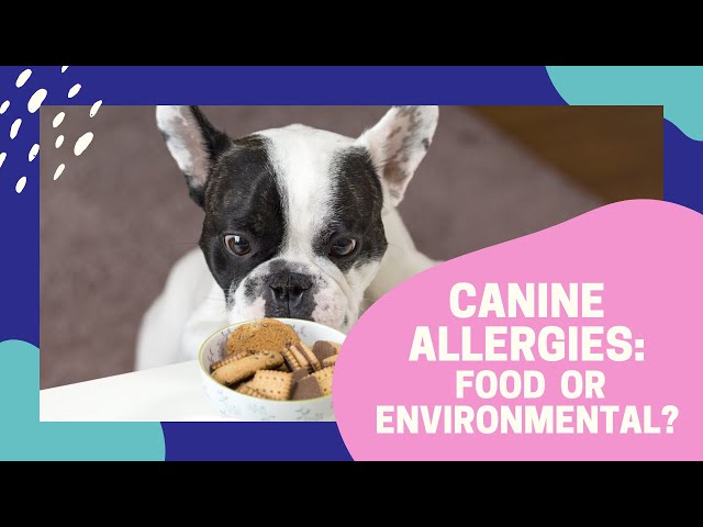 Canine Allergies: Food Or Environmental?