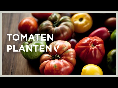 , title : 'Tomaten planten in de moestuin | Kan het ook buiten, of alleen in een serre of kas?'