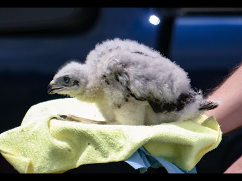 Falconry: Raising an imprint. Basic fundamentals