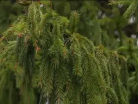 Деревья памятники живой природы Республика Татарстан 2014 год