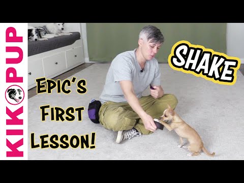 What is Clicker Training