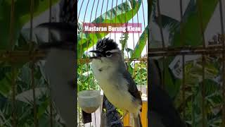 Download lagu Burung Prenjak Daun Isian Juara Part 24 mp3