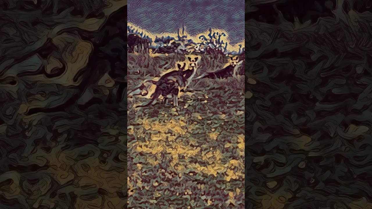 Vision Journeys: Kangaroo communion